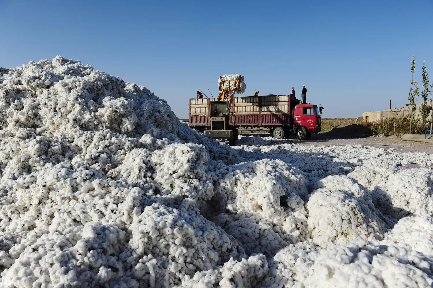 A truck loaded with cotton behind a field covered in picked cotton